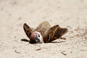 スズメの砂浴び