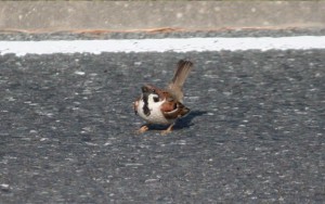 スズメ　求愛