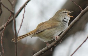 ウグイス