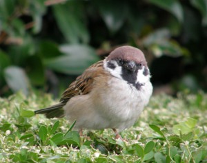 スズメ　カメラ目線