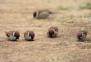 スズメ　食事に集中